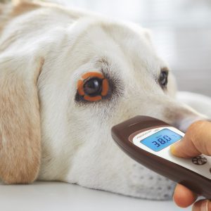 Tecnimed Visiofocus VET termometro a proiezione per veterinari